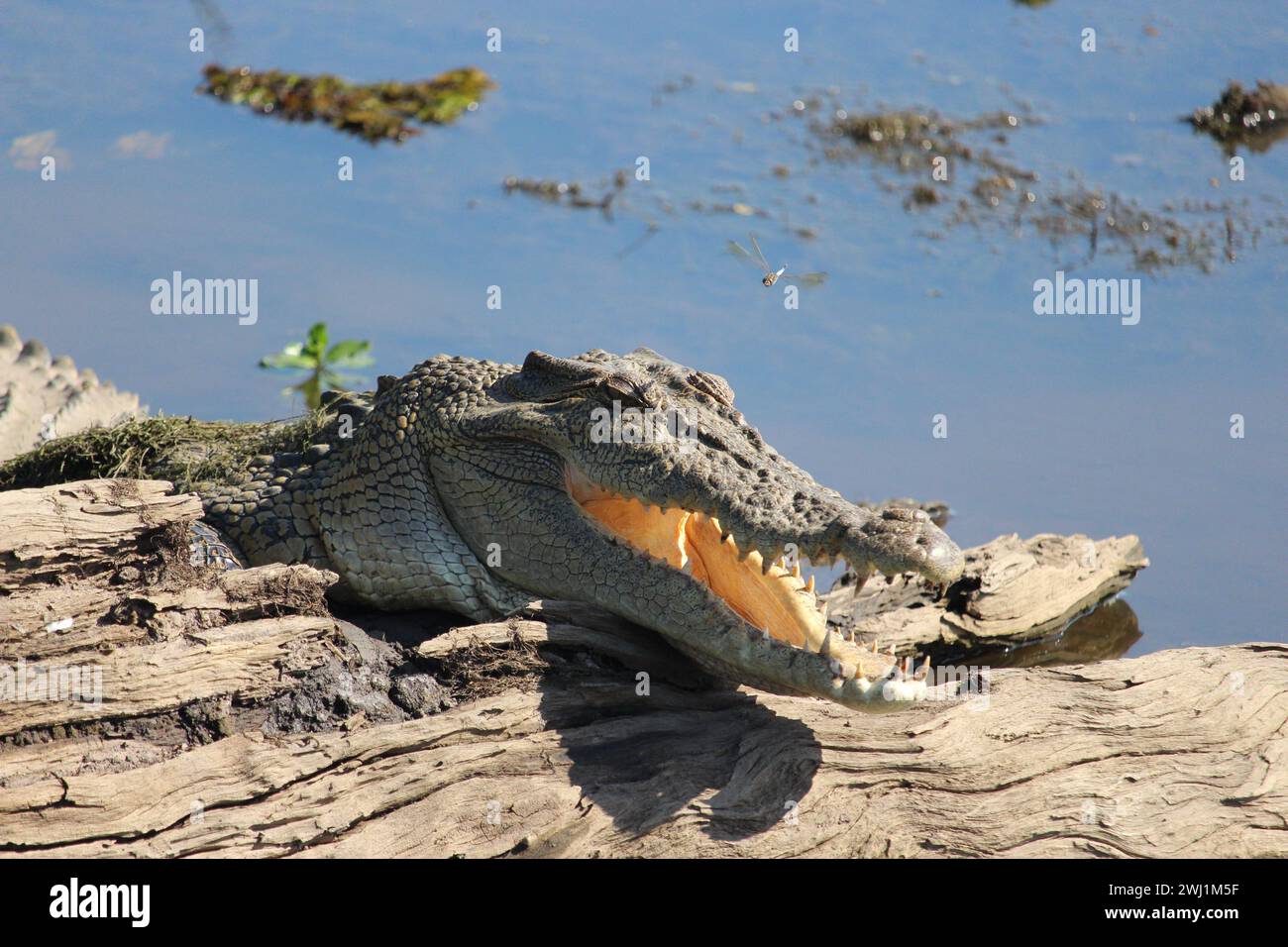 Kakadu crocodile hi-res stock photography and images - Alamy