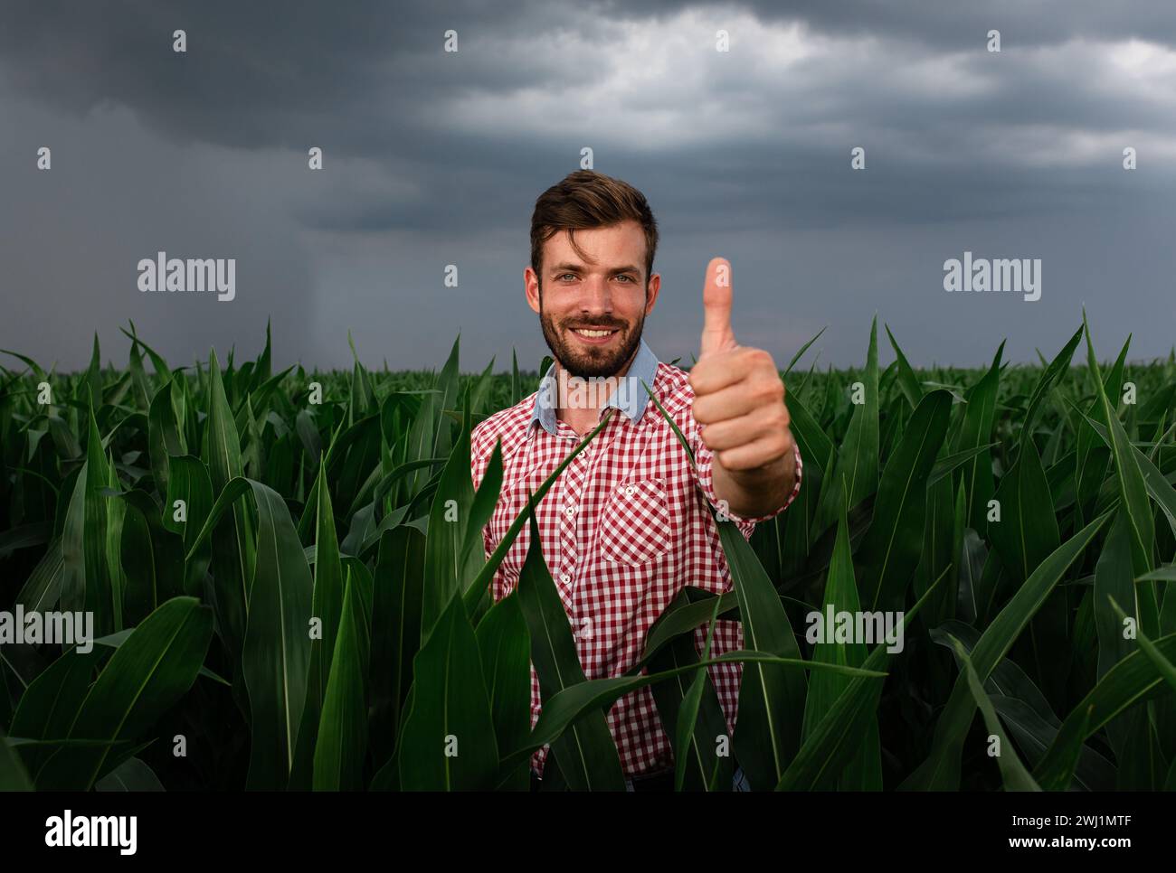 Portrait of farmer standing in corn field showing thumbs up Stock Photo ...
