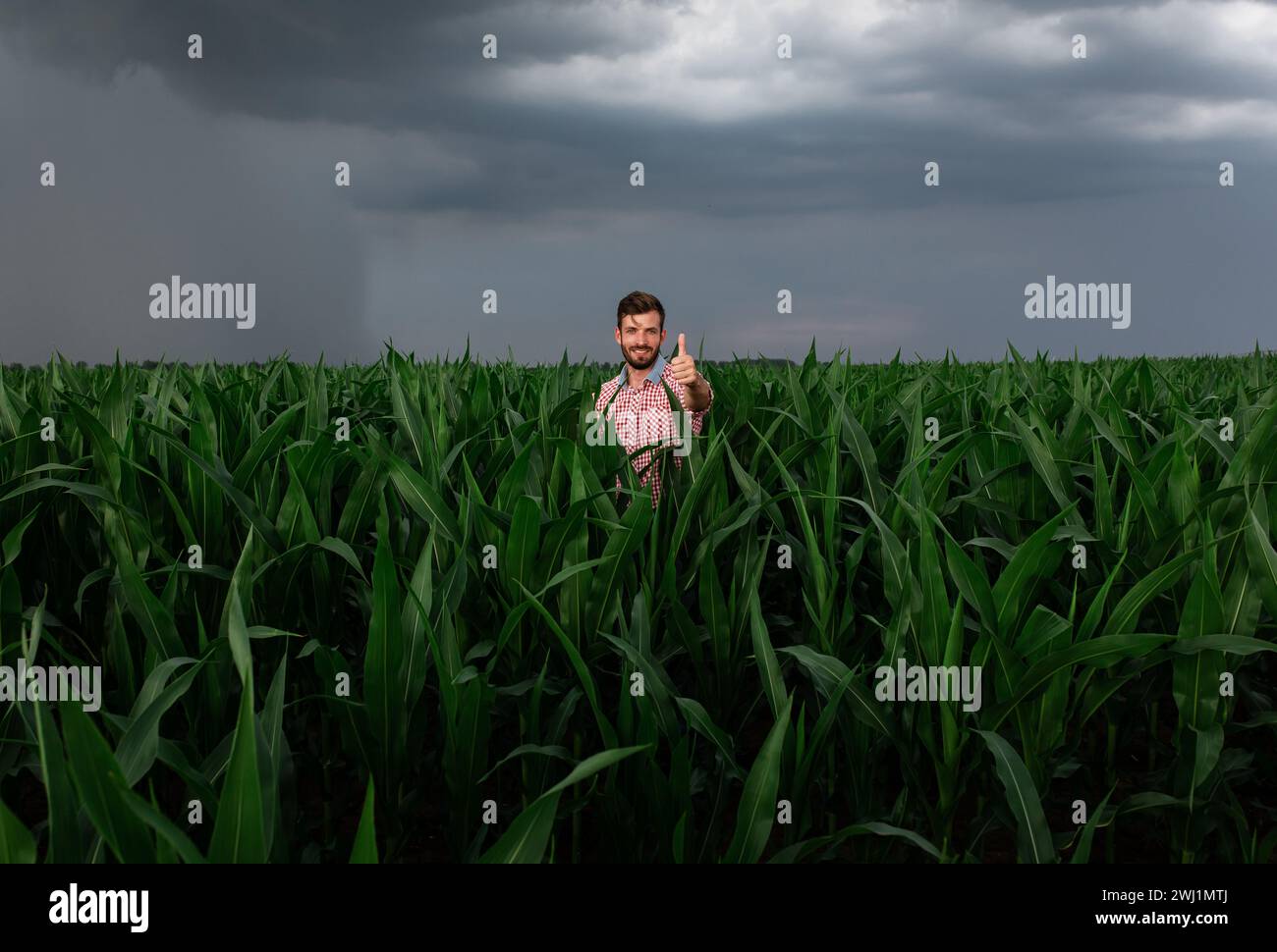 Portrait of farmer standing in corn field showing thumbs up Stock Photo ...