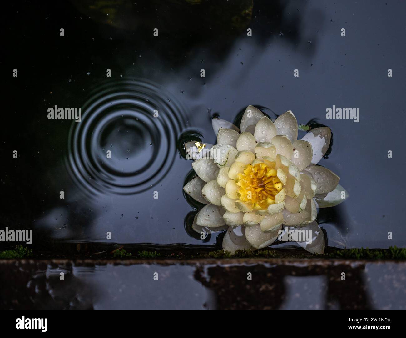 Lirio blanco y amarillo de agua en el estanque un día de lluvia Stock Photo