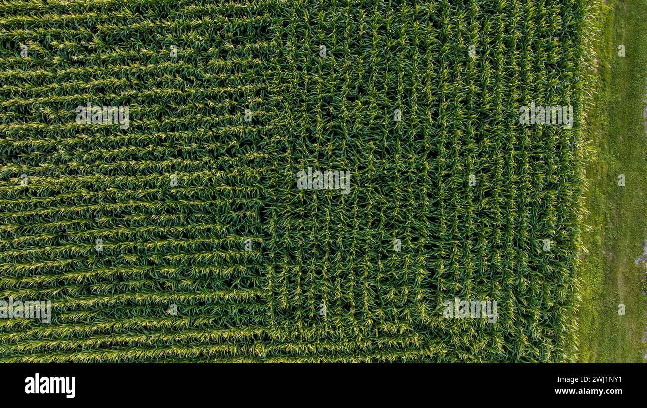 Aerial Downward View of Green Corn Field in Perpendicular Rows to Each Other Stock Photo