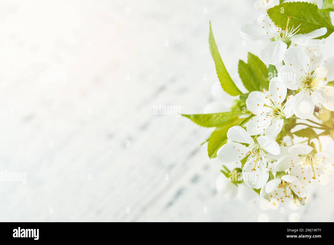 Spring background with white apple or cherry blossoms and wooden background. Easter or Passover spring greeting cards with copy space. Natural plants Stock Photo