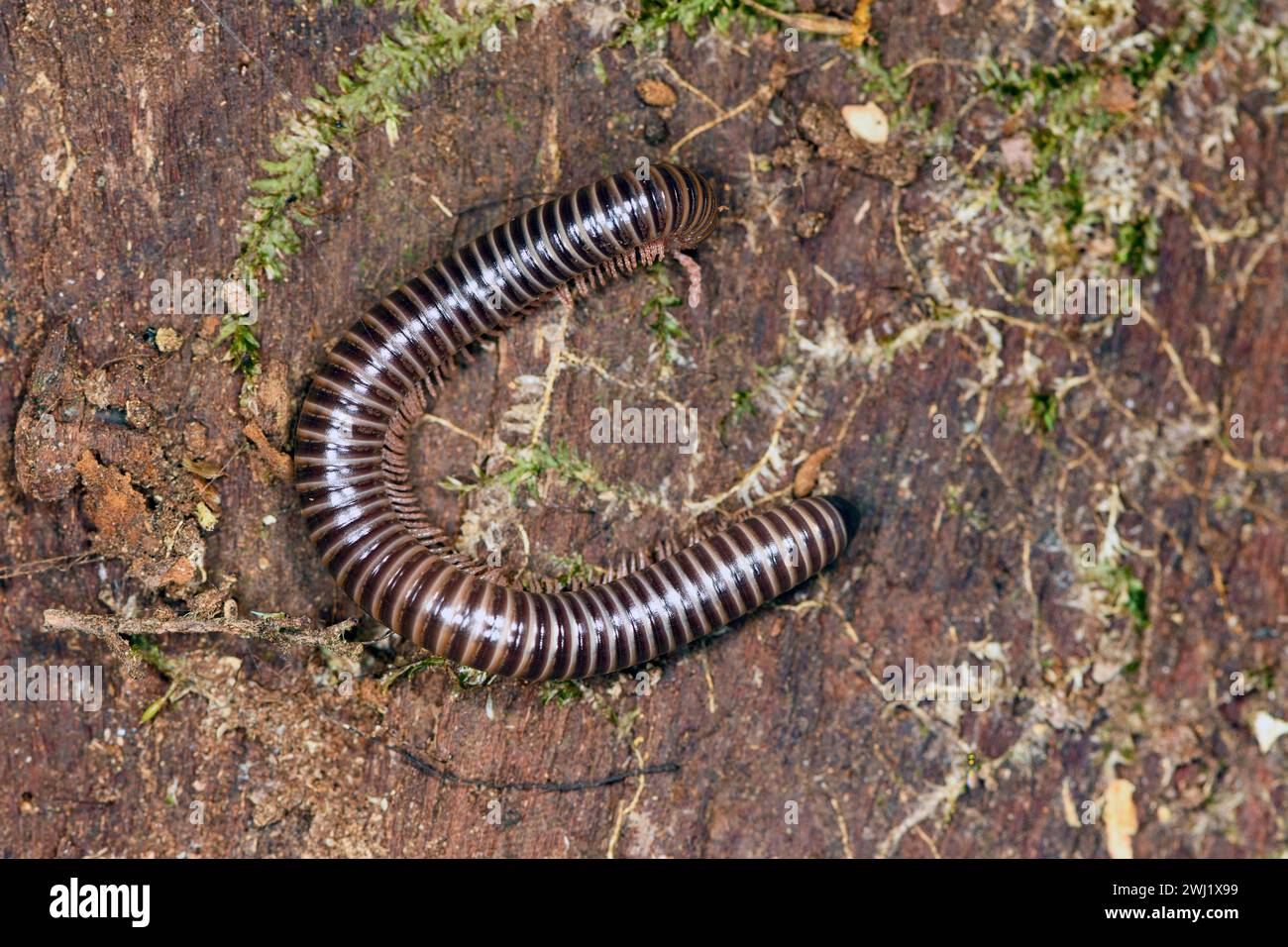 Unidentifis millipede (Order Spirostreptida) from Laguna del Lagarto, Costa Rica. Stock Photo