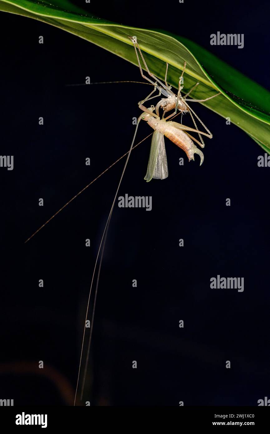 A Katydid is molting in the rainforest of Laguna del Lagarto, Costa ...