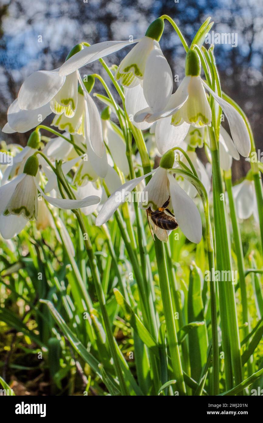 Common snowdrops on bloom with a bee inside one flower. Closeup with blue sky background. Wales. February. Stock Photo