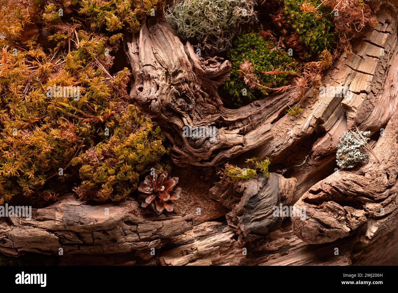 Old driftwood hi-res stock photography and images - Page 11 - Alamy