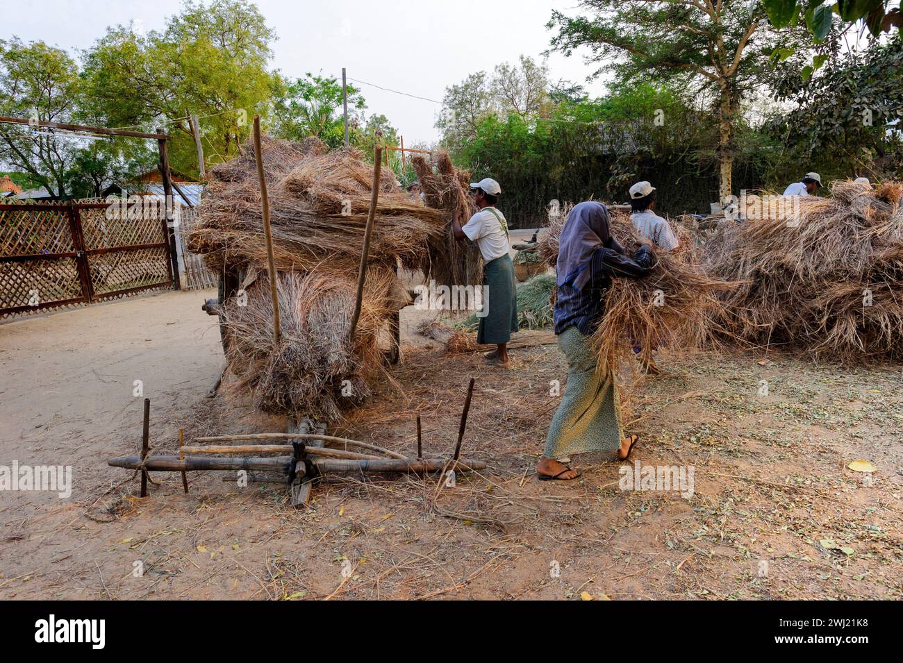 Rural farmers unloading an ox cart with bundles of peanut plants (Arachis hypogea) straw in Bagan Myanmar (Burma) Stock Photo