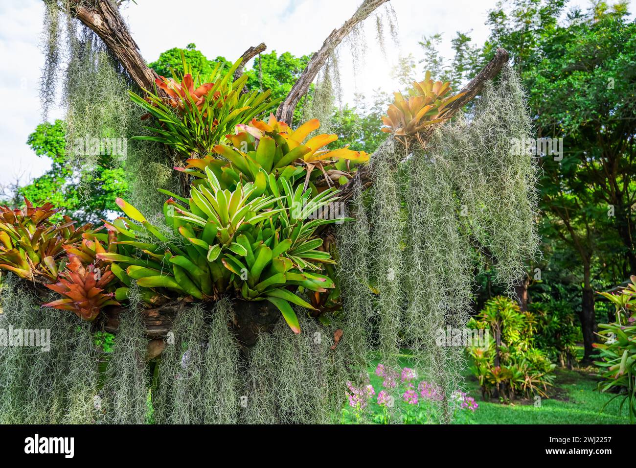 Tillandsia Usneoides and bromelain on tree branches in tropical rainforest, plant wildlife. Stock Photo