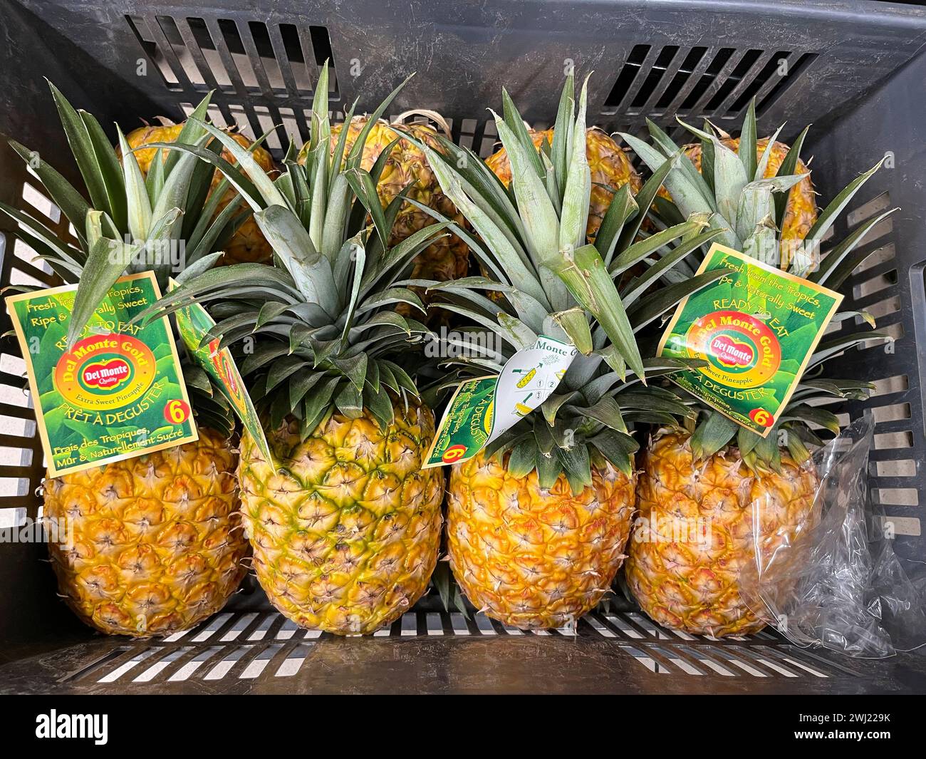 Cirio del monte hires stock photography and images Alamy