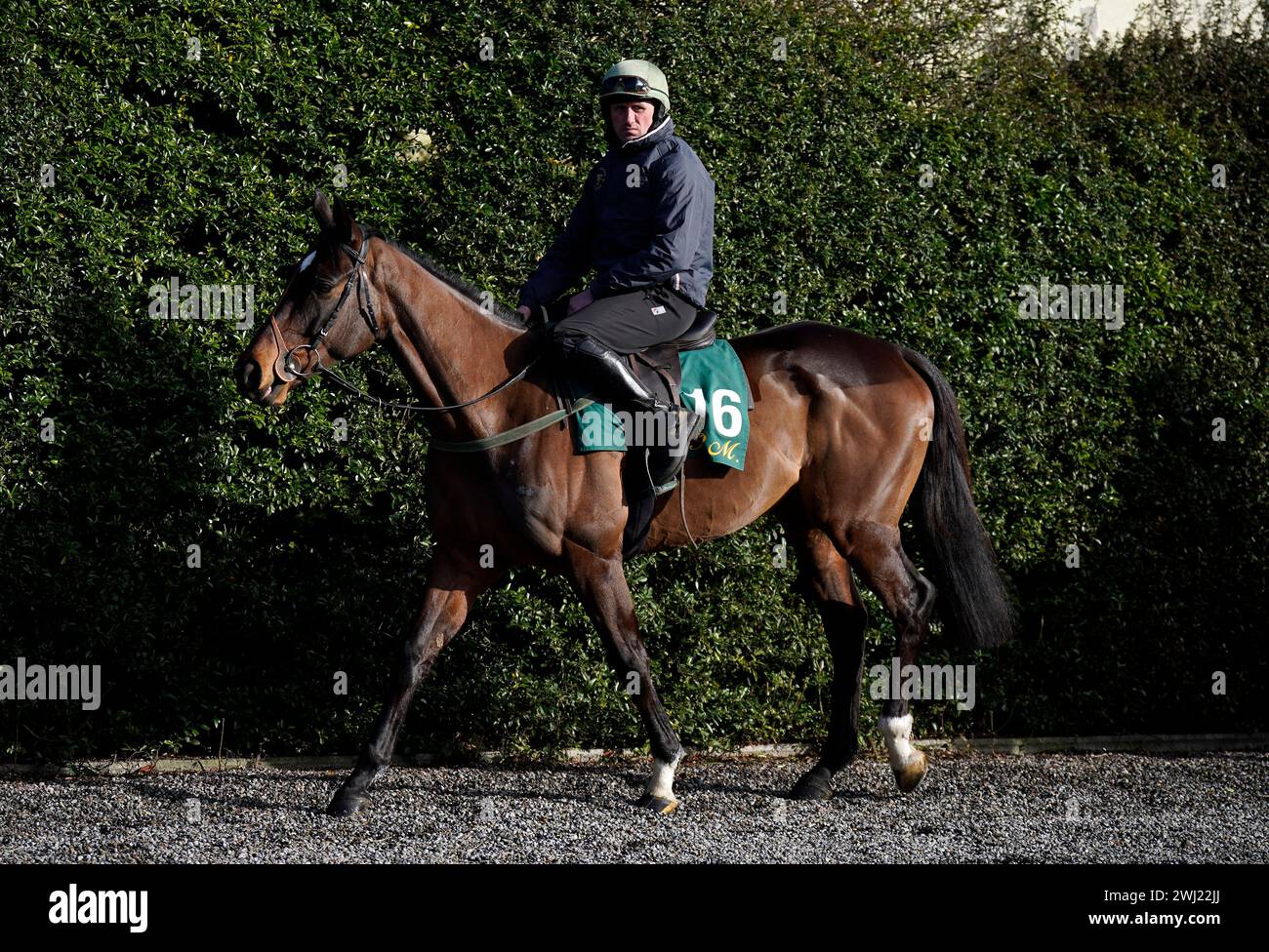 Fact To File during a media day at Willie Mullins' yard in Closutton, Ireland, ahead of the 2024 Cheltenham Festival in March. Picture date: Monday February 12, 2024. Stock Photo