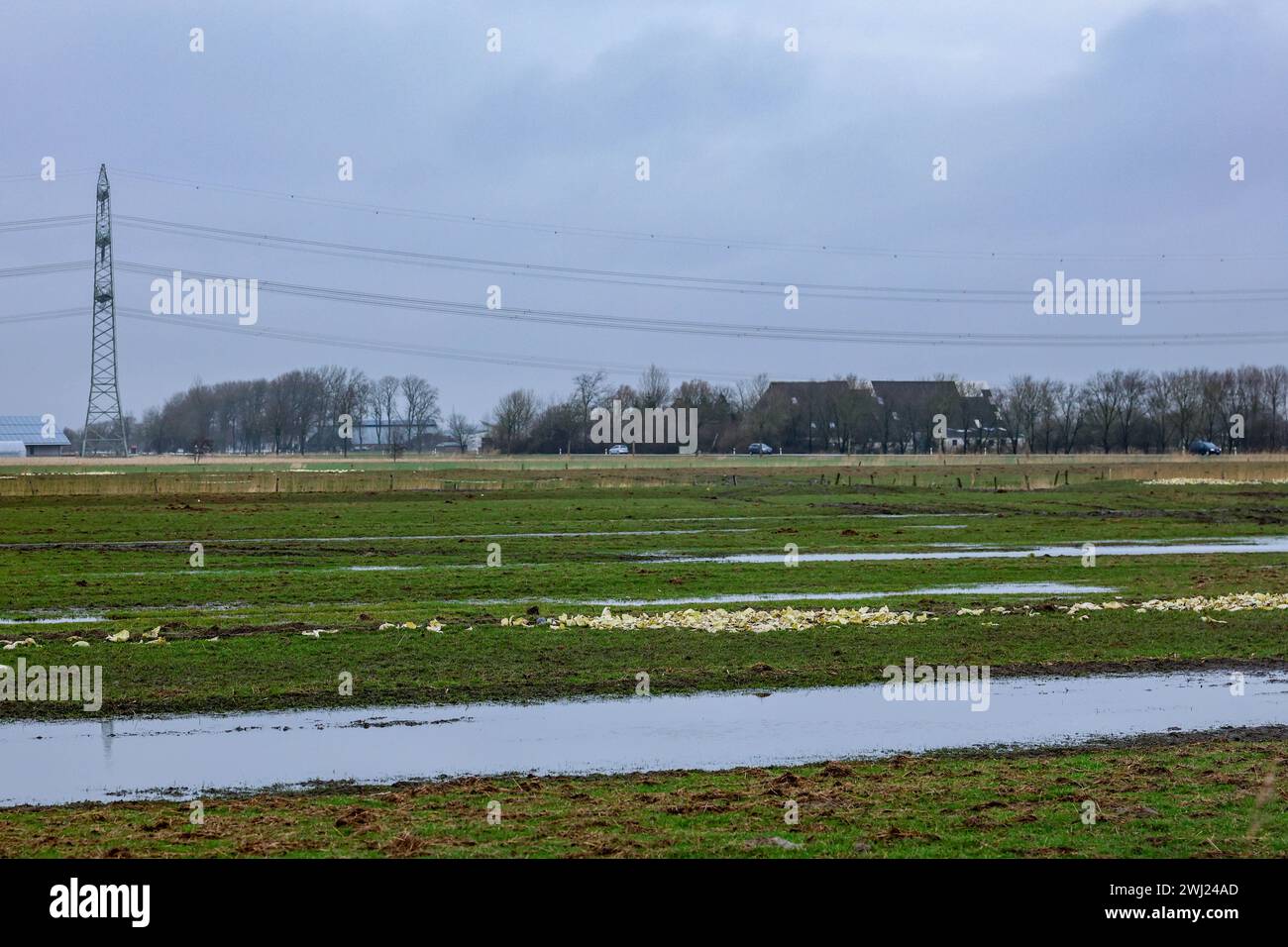 Busenwurth, Germany. 12th Feb, 2024. Water stands on a kale field near