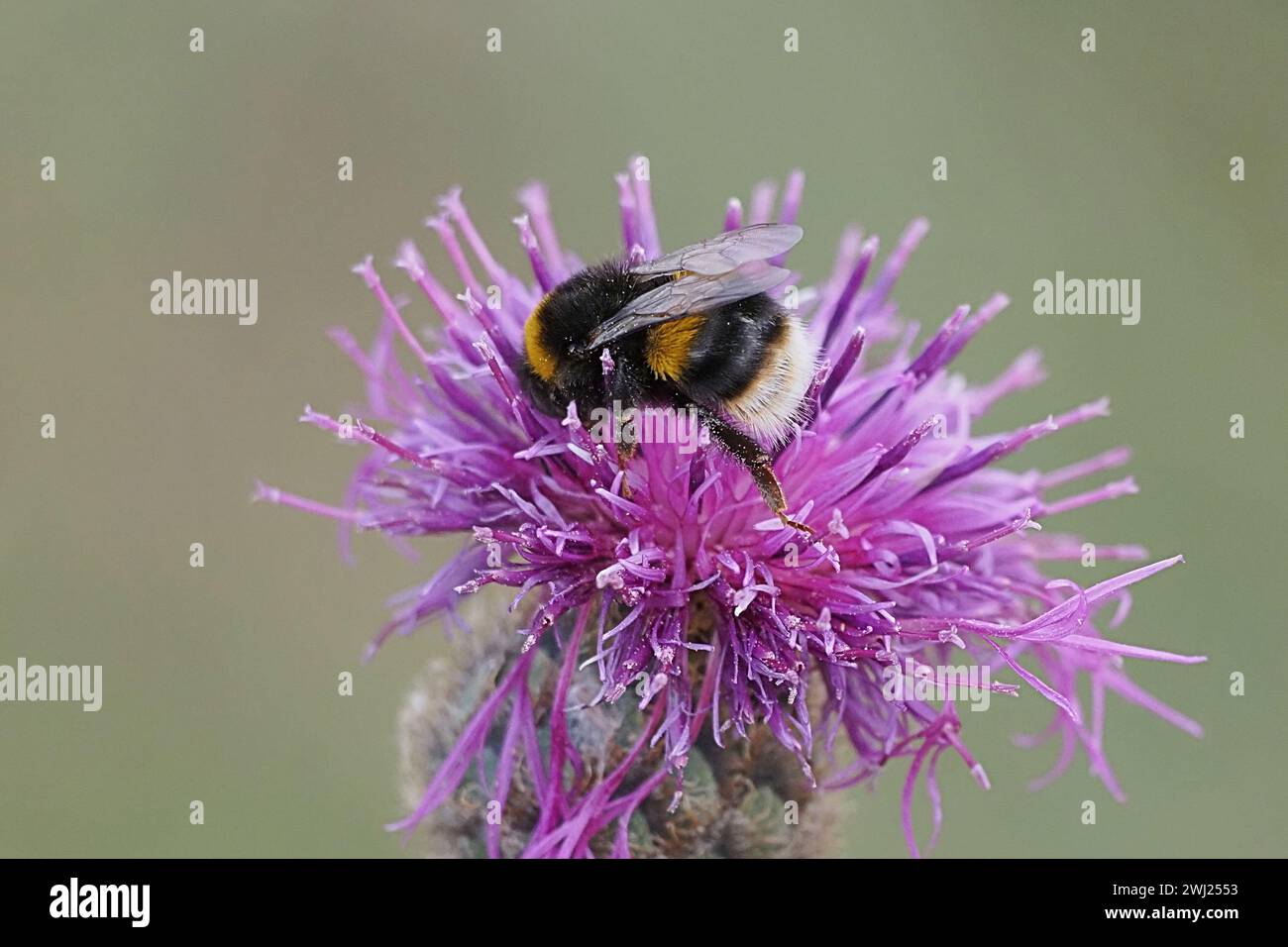 A bumblebee takes pollen from a purple flower. Close-up macro photograph Stock Photo