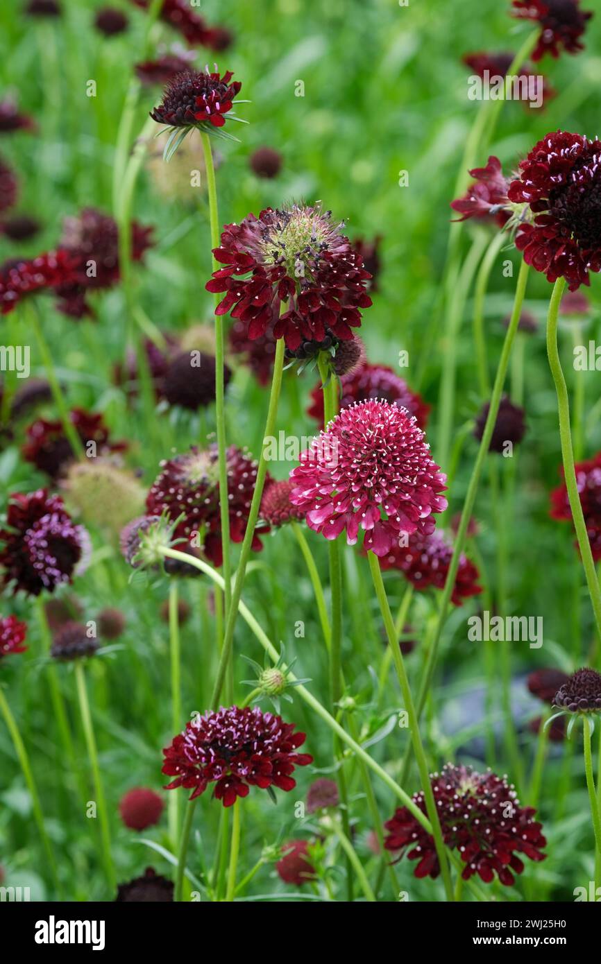 Scabiosa atropurpurea Black Knight, Scabious Black Knight, perennial