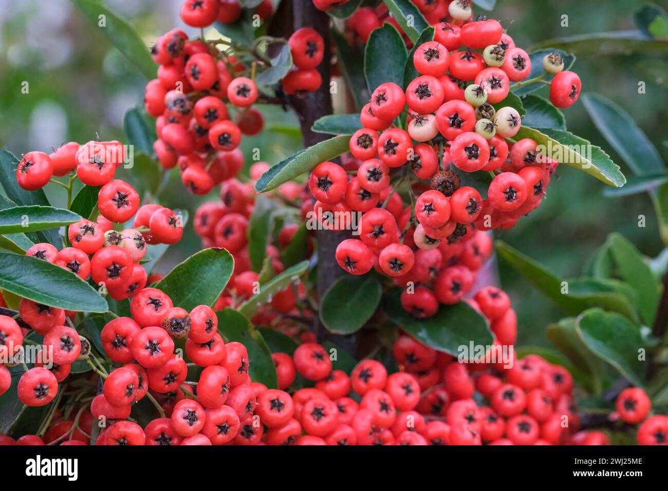 Pyracantha Saphyr Rouge, firethorn Saphyr Rouge, orange-red berries in autumn Stock Photo