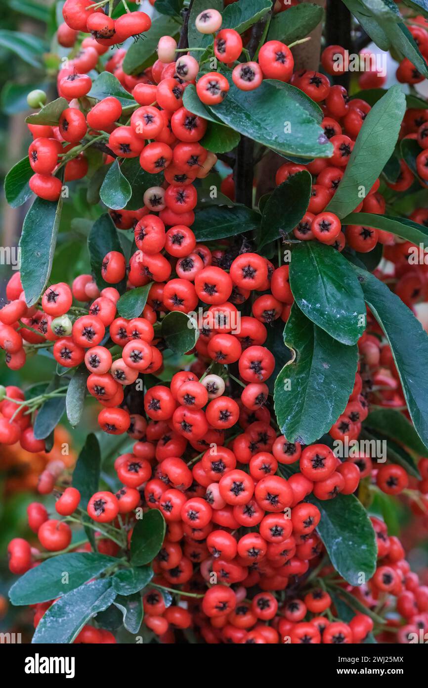Pyracantha Saphyr Rouge, firethorn Saphyr Rouge, orange-red berries in autumn Stock Photo