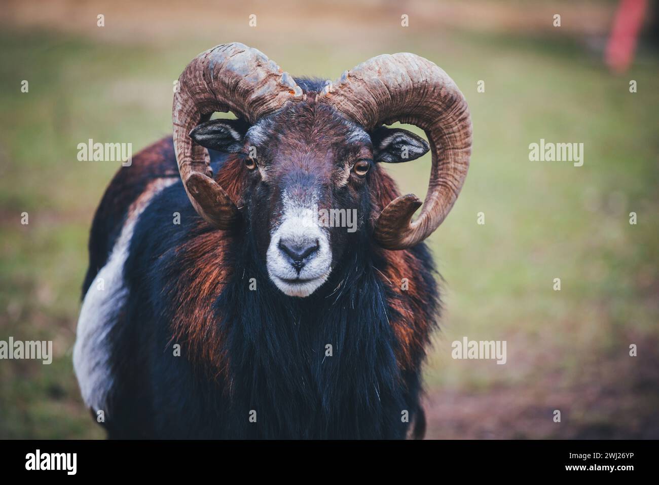 Sheep ram (Ovis gmelini aries) Stock Photo