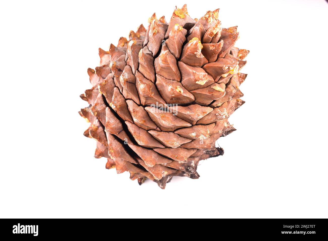 Close-up of the leaves of a Coulter Pinecone with fibonacci spirals Stock Photo