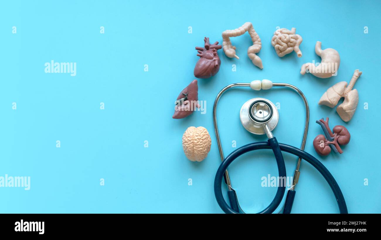 Stethoscope and human organ on blue background. Stock Photo