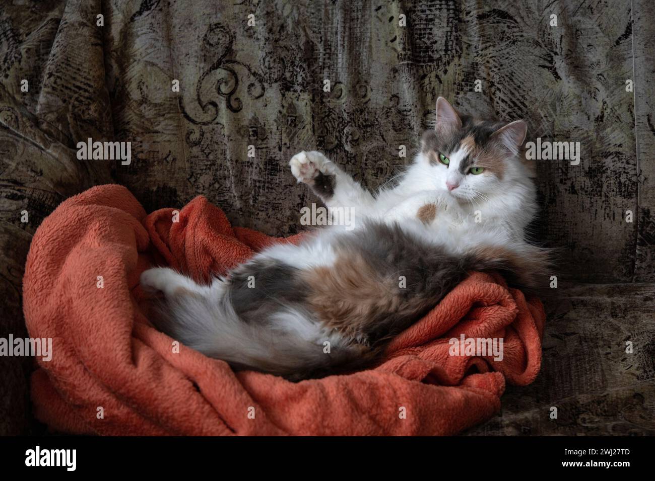 Adorable cat sleeping on the couch Stock Photo - Alamy