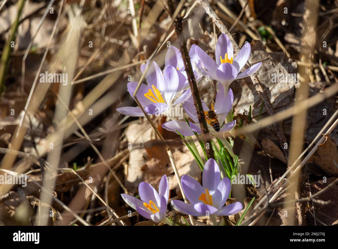 Spring crocus flowers in the forest. Early spring. Symbol of peace and ...