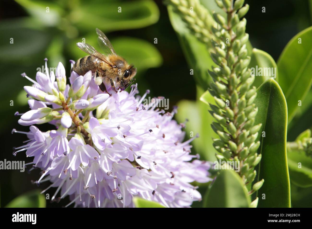 Western Honey Bee (Apis mellifera) collecting nectar and pollen from Hebe flower, South Australia Stock Photo