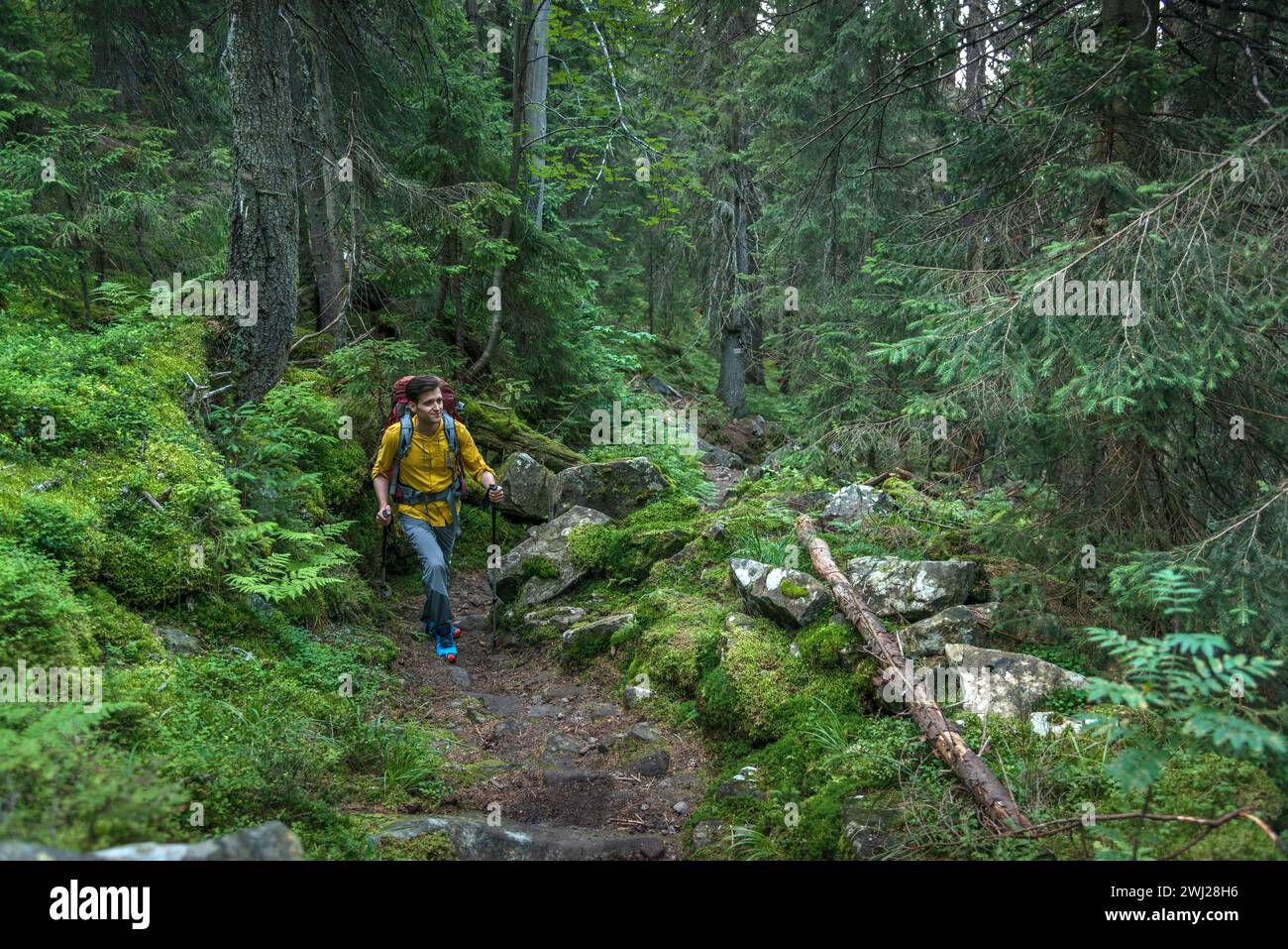 Smiling Man in Mountain Forest Enjoying Hiking During the Weekend Stock Photo