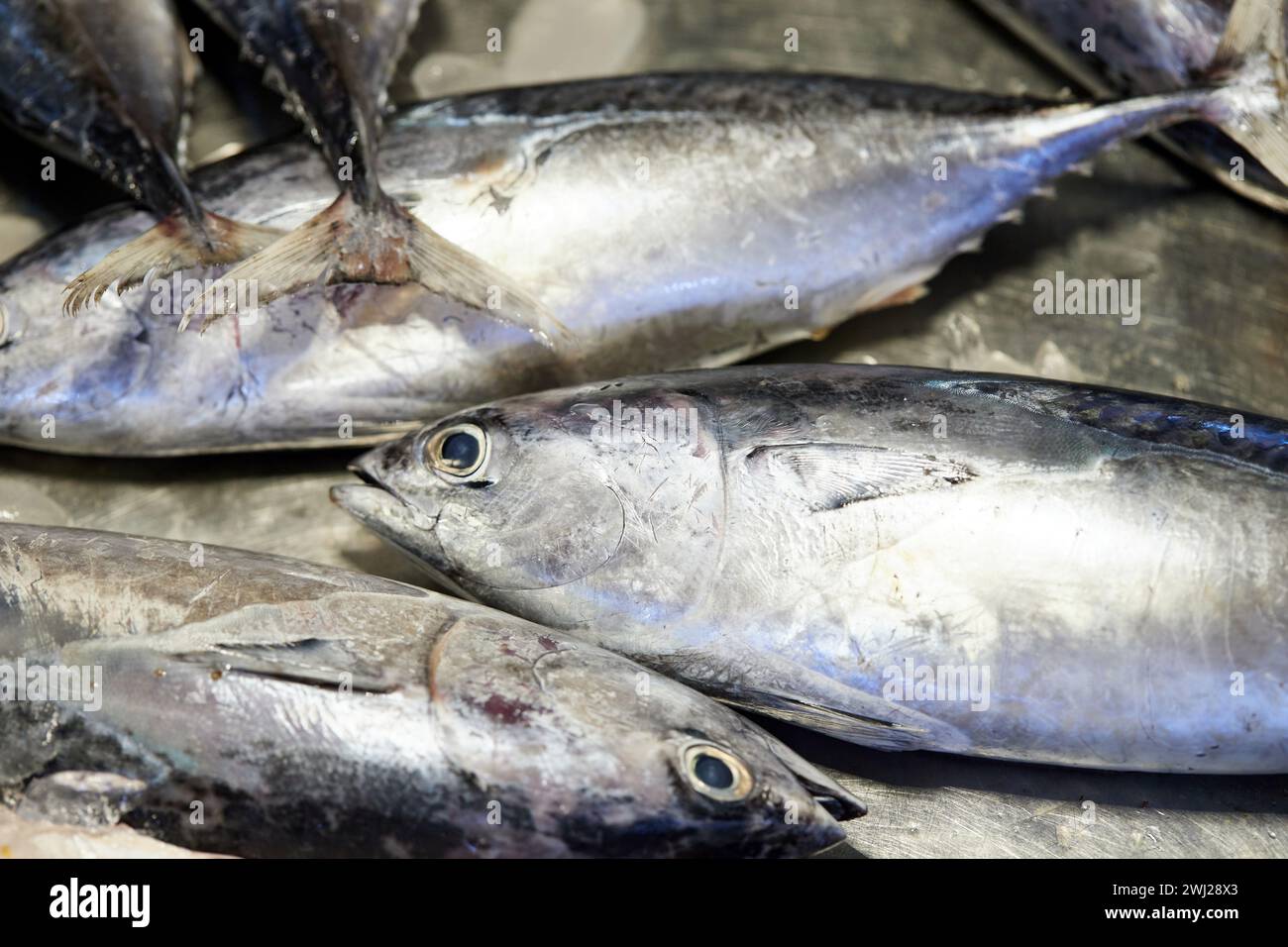Close-up of longtail tuna for sale in market Stock Photo