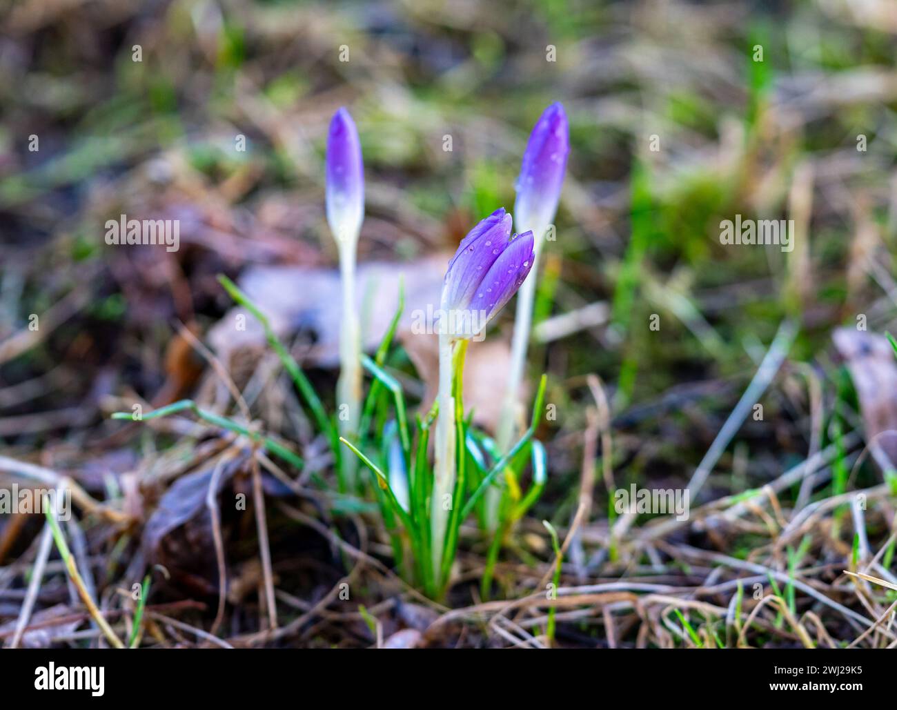 spring crocus flowers in spring Stock Photo
