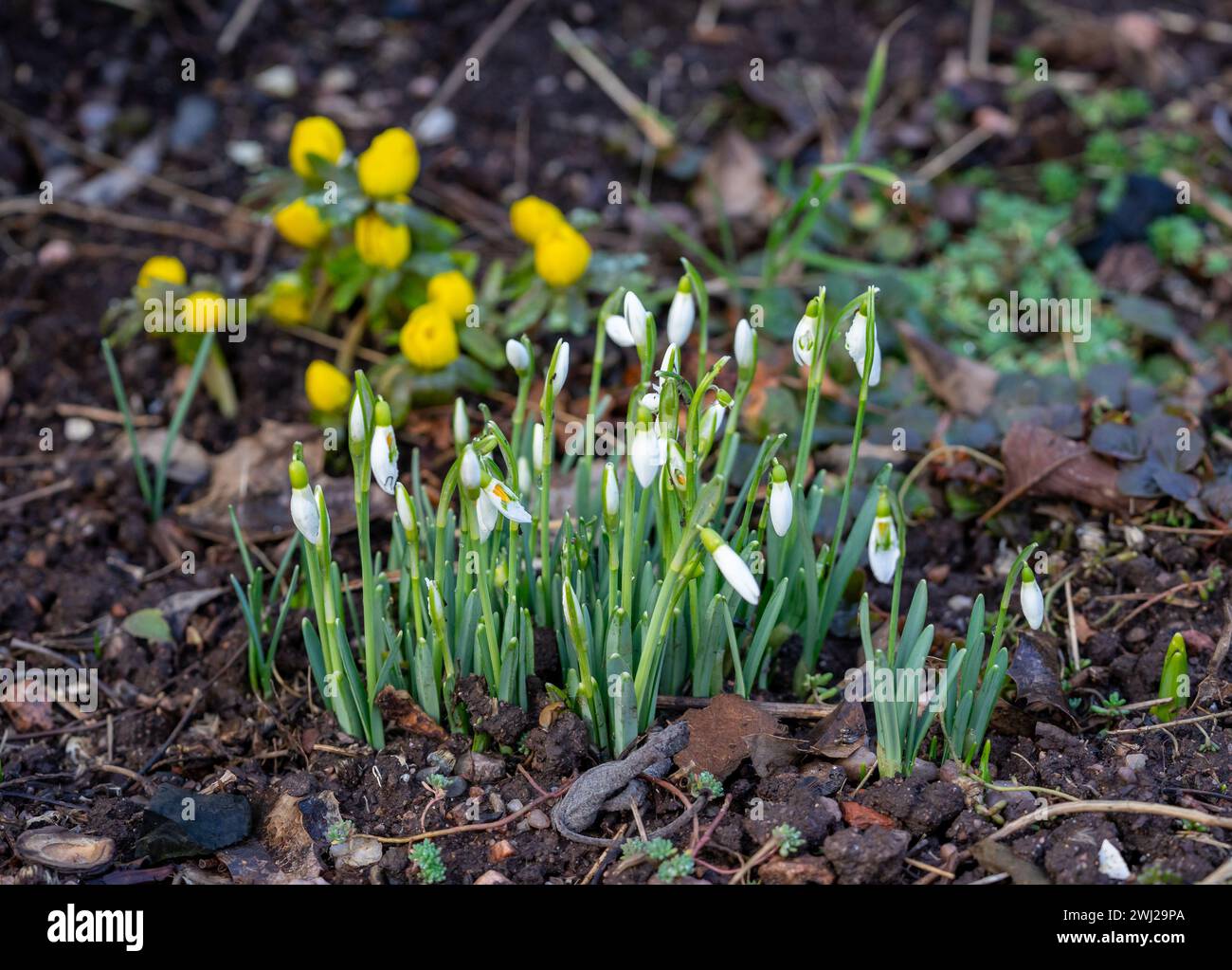 Spring bloomers in the garden in the bed Stock Photo Alamy
