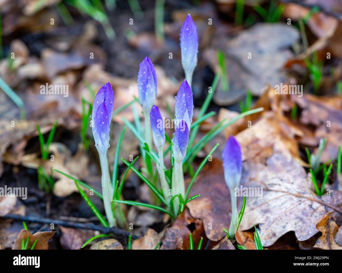 spring crocus flowers in the garden Stock Photo