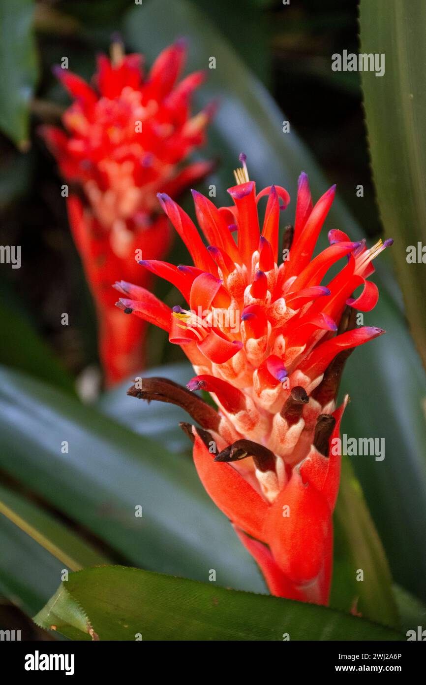 Beautiful view to red bromeliad flower in green rainforest Tijuca Stock Photo