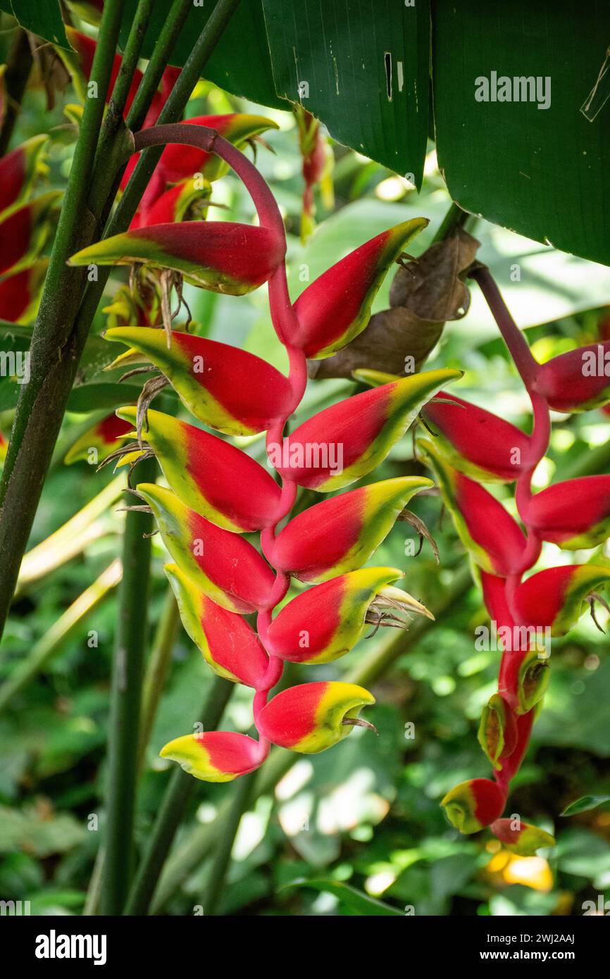 Detail of beautiful and colorful red flower on green rainforest Stock Photo