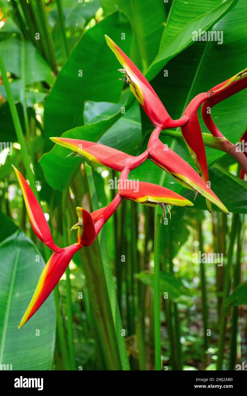 Detail of beautiful and colorful red flower on green rainforest Stock Photo