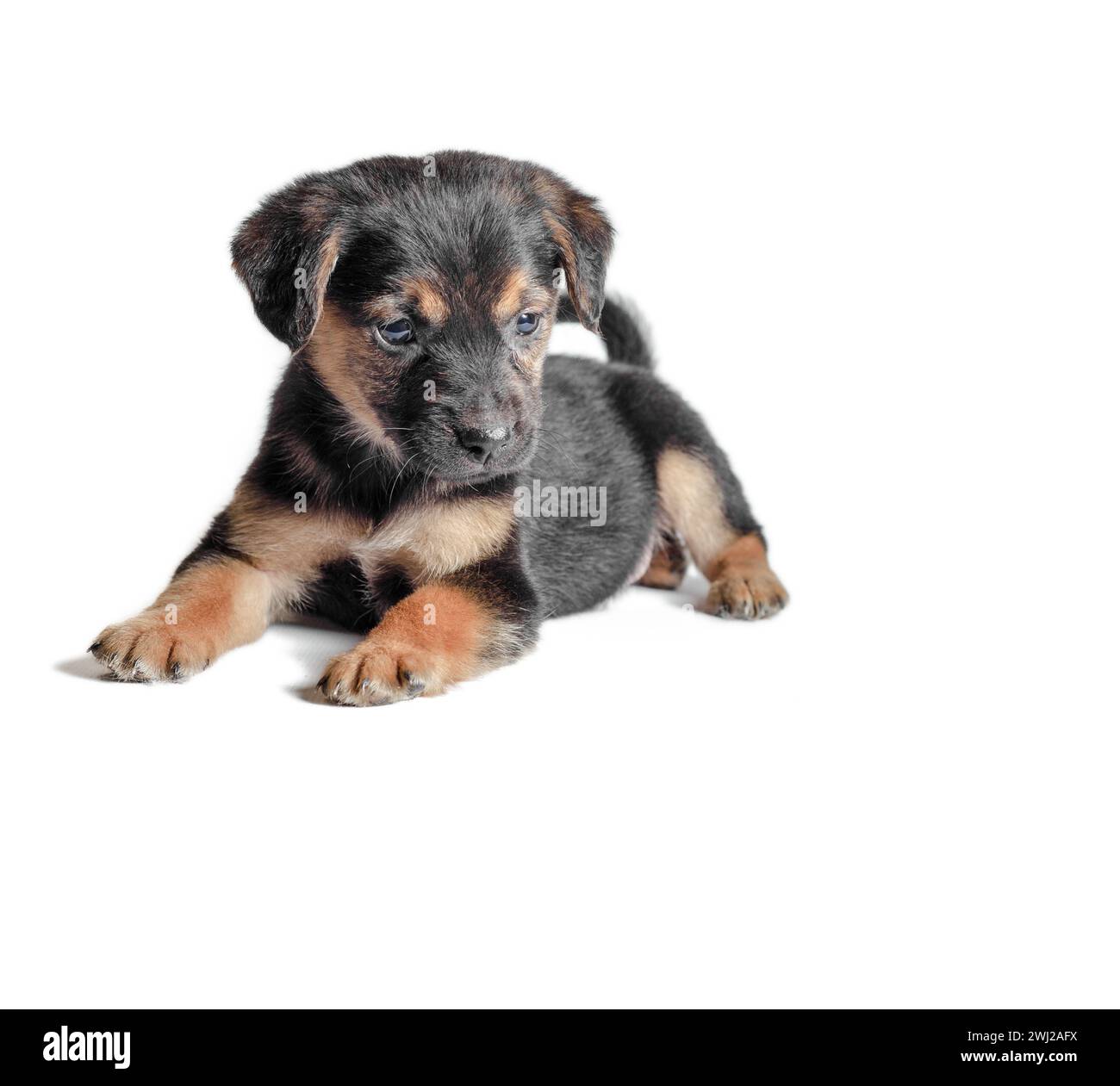 Mongrel black and tan puppy lies on a white background Stock Photo