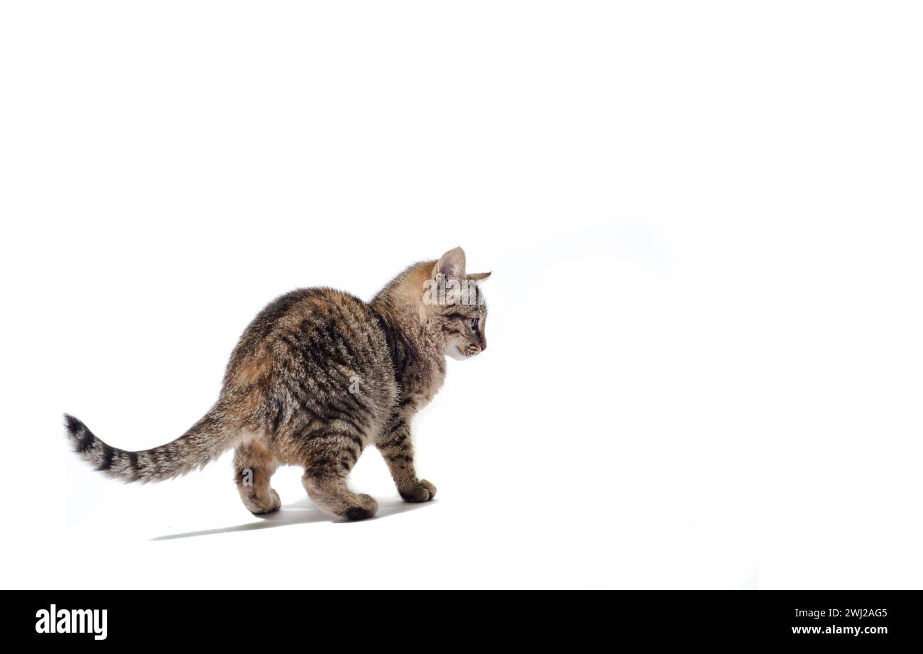 Tabby cat leaves on a white background Stock Photo
