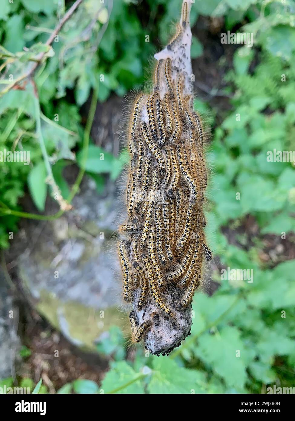 Caterpillar Infestation Swarming on Leaf Stock Photo