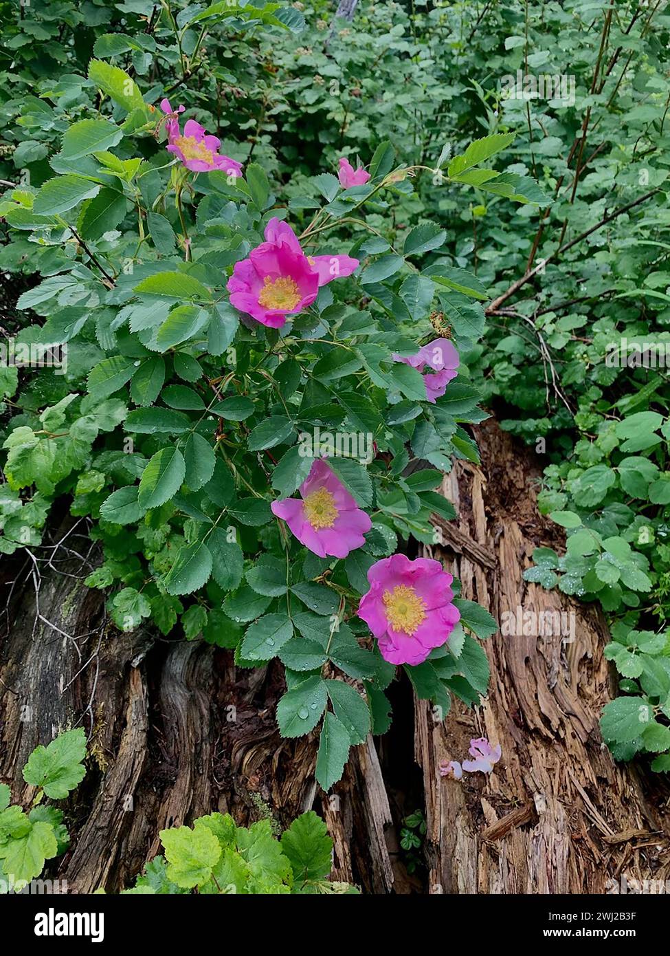 Wild rose bush hi-res stock photography and images - Alamy