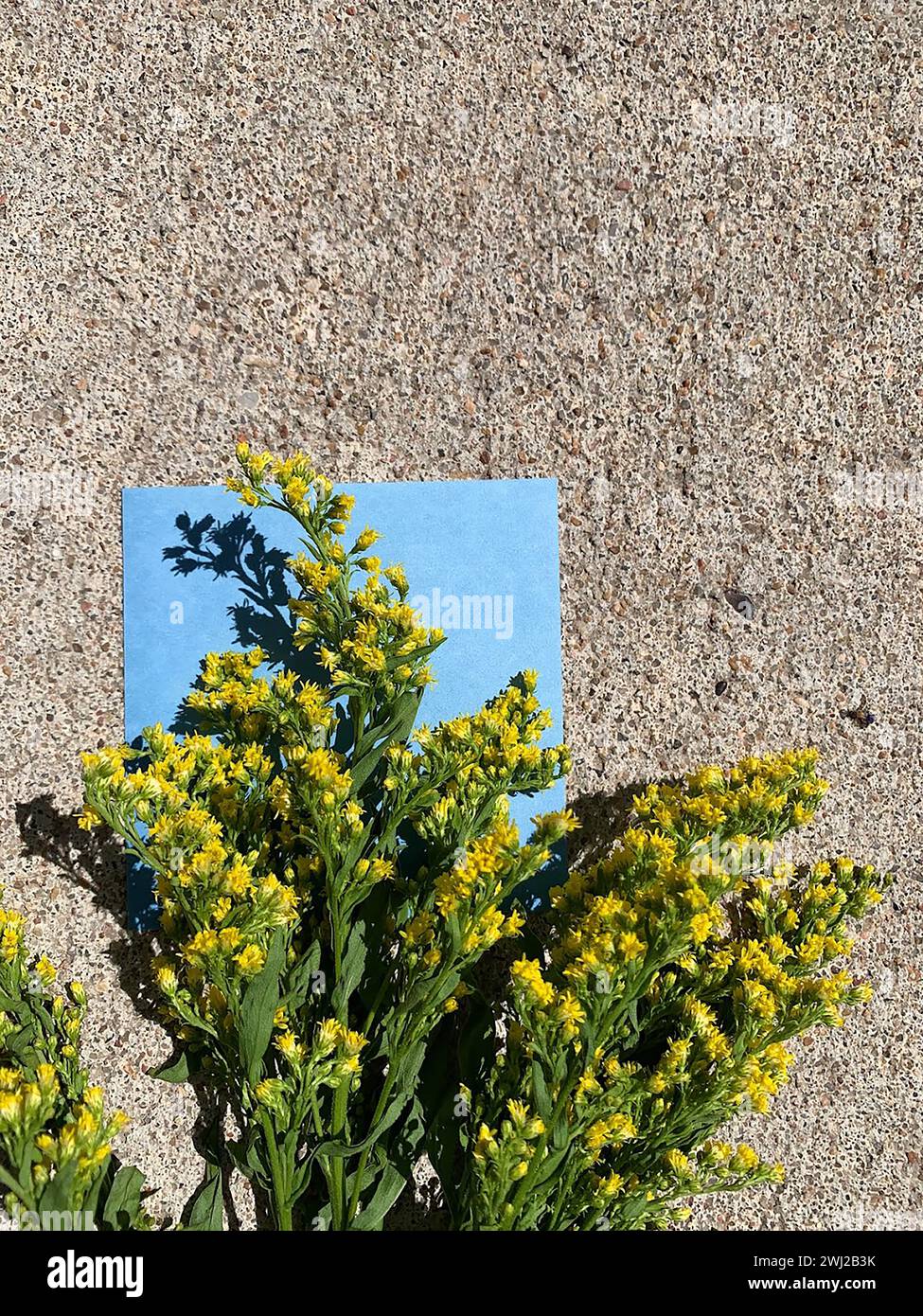 Goldenrod Botanical Shadow on Ground Stock Photo