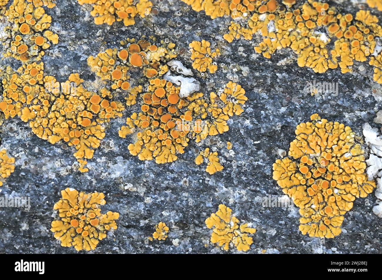 Athallia scopularis, a golden seashore lichen from Finland, no common English name Stock Photo