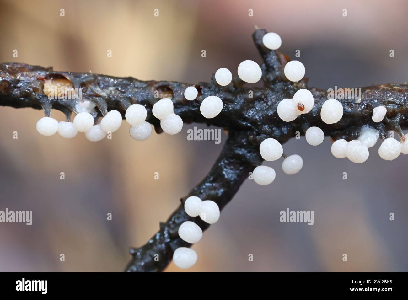 Didymium melanospermum, slime mold from Finland, no common English name Stock Photo