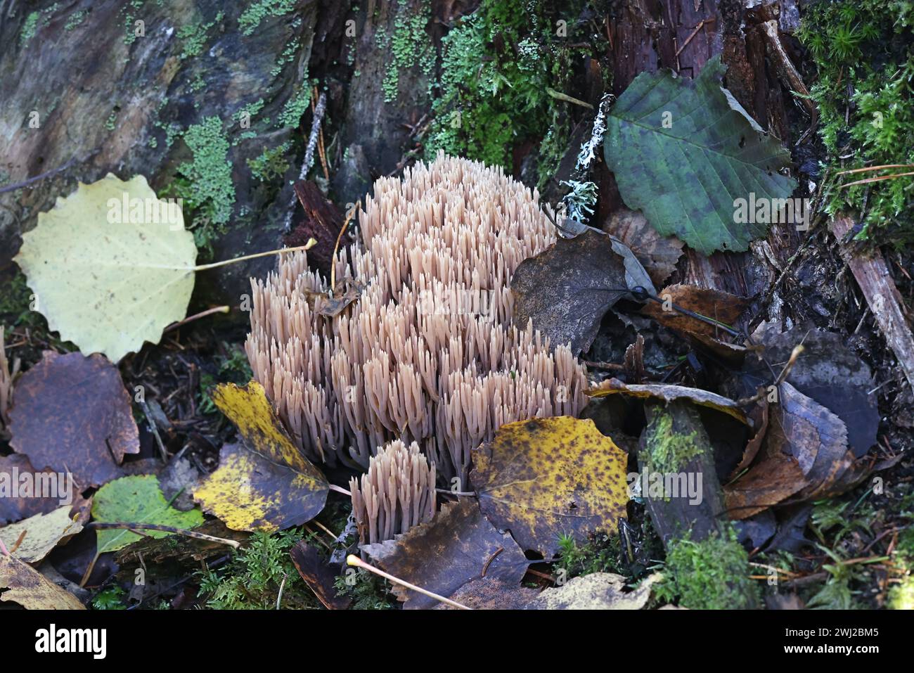 Ramaria concolor, also called Ramaria stricta var. concolor, coral fungus growing on spruce in Finland, no common English name Stock Photo