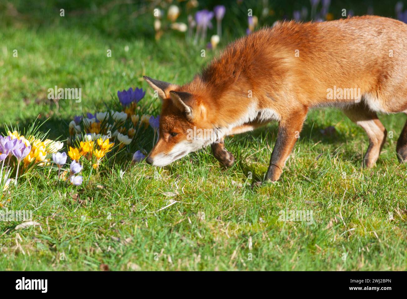 UK weather, London, 12 February 2024: A female red fox in a garden in Clapham enjoys the sunshine and sniffs the crocuses growing in the lawn. Credit: Anna Watson/Alamy Live News Stock Photo