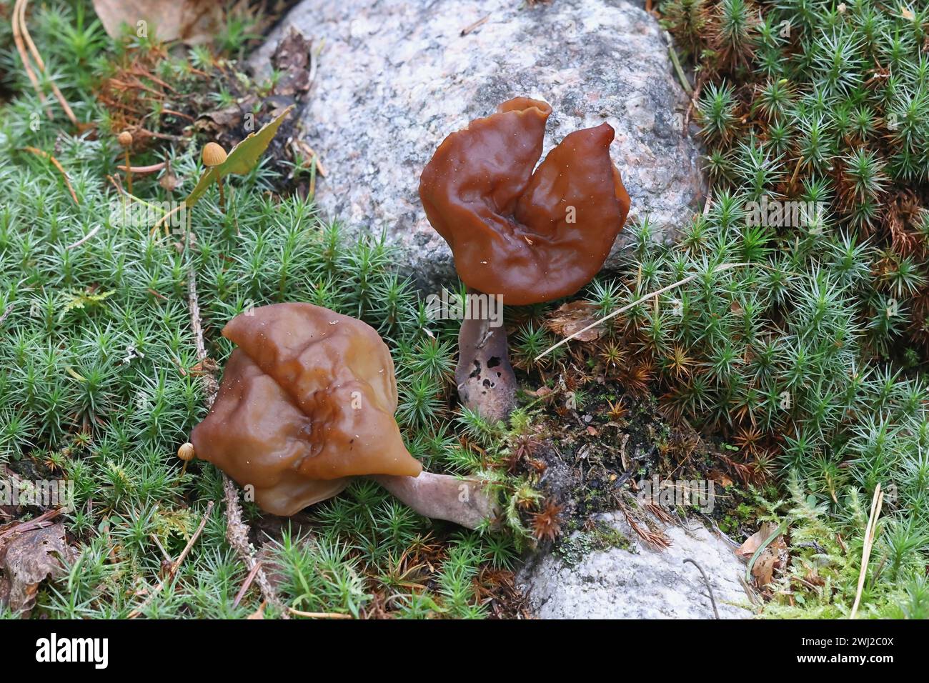 Gyromitra infula, commonly known as the hooded false morel or the elfin saddle, wild mushroom from Finland Stock Photo