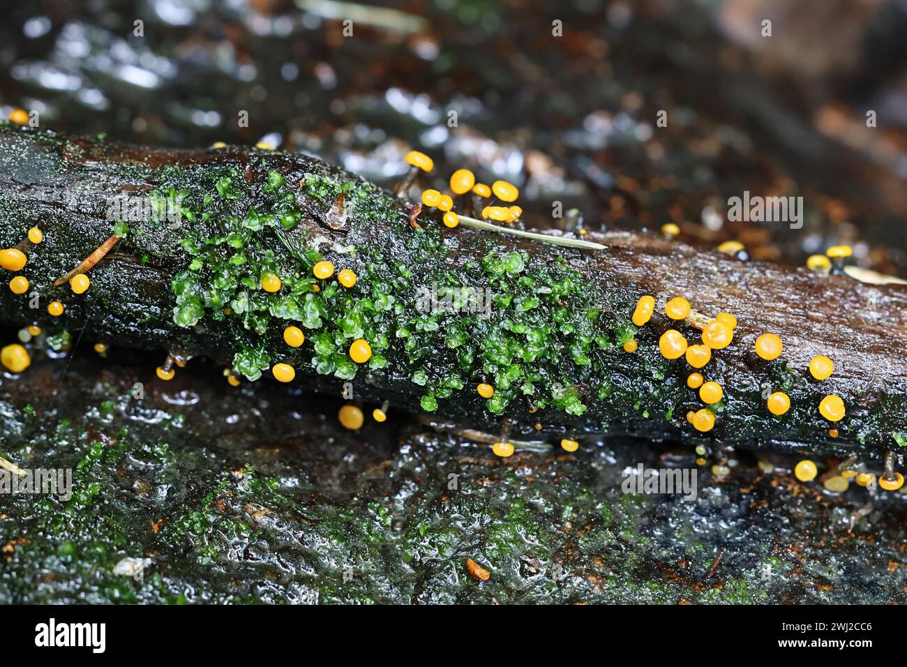 Vibrissea truncorum, a sac fungus with no common English name growing in forest streams in Finland during springtime Stock Photo