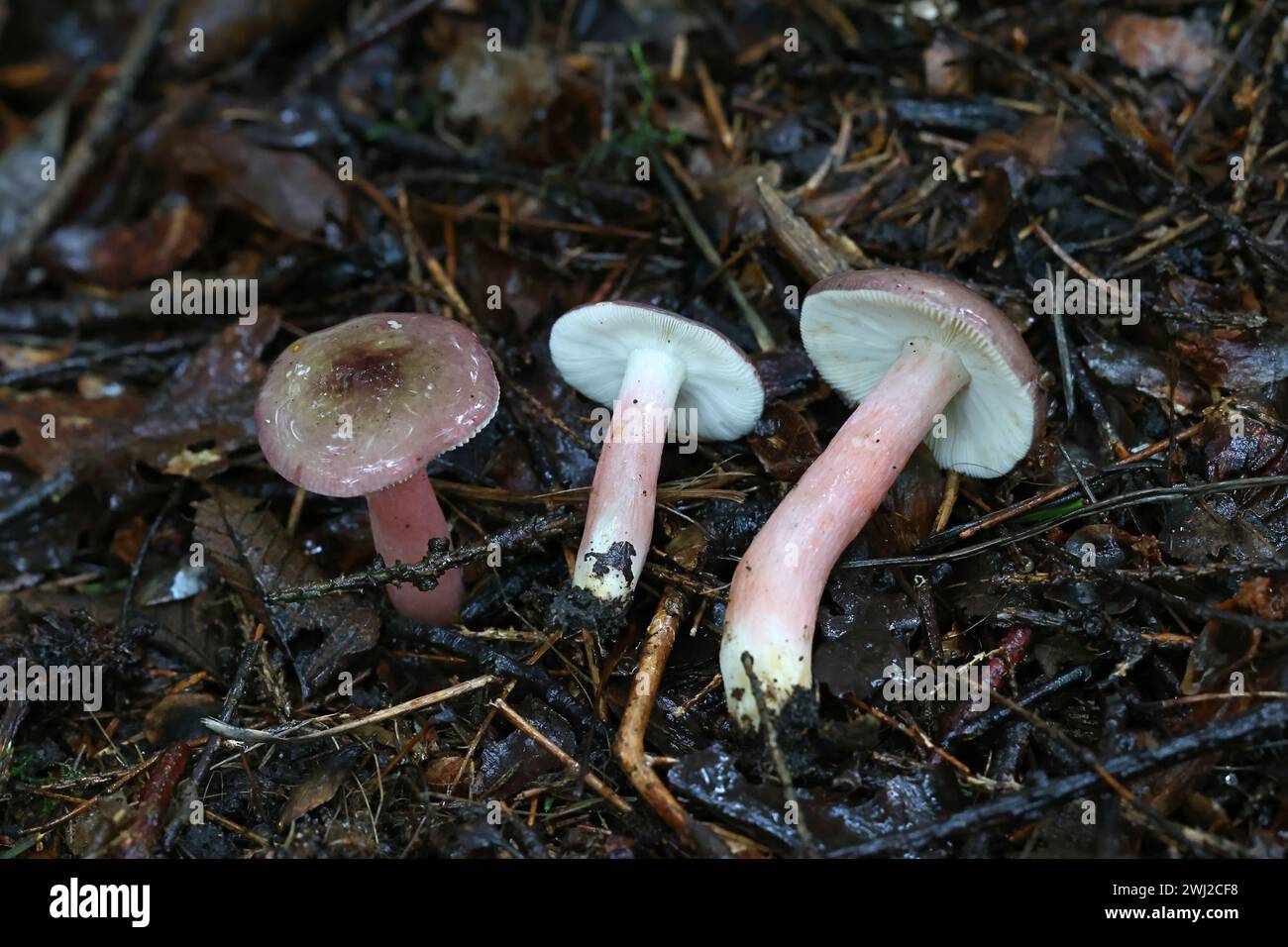 Russula gracillima, commonly known as the slender brittlegill, wild mushroom from Finland Stock Photo