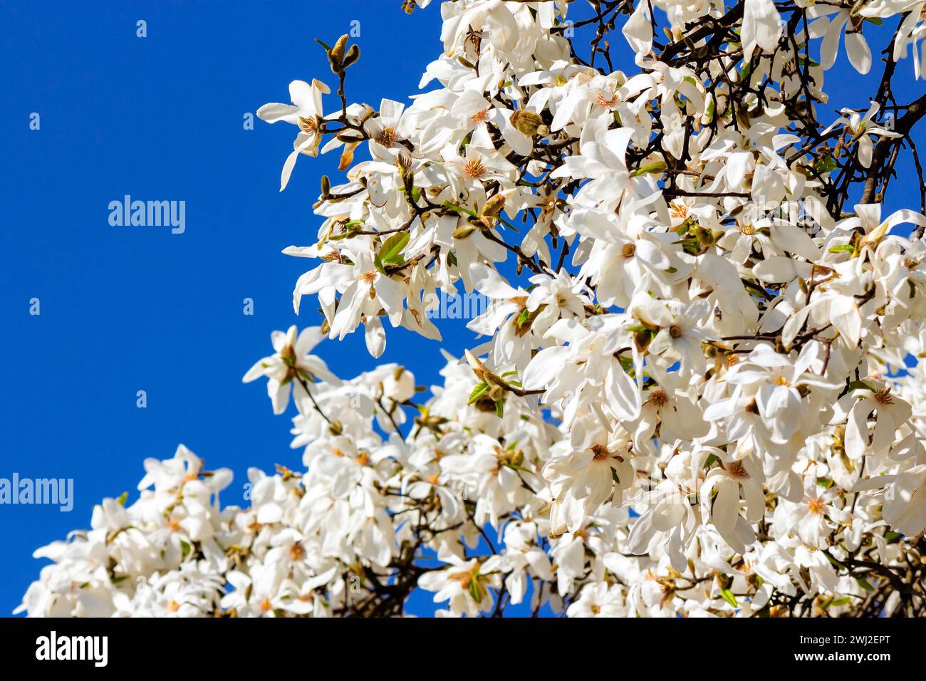 white magnolia blossom in front of a blue sky. kobus tree in springtime Stock Photo