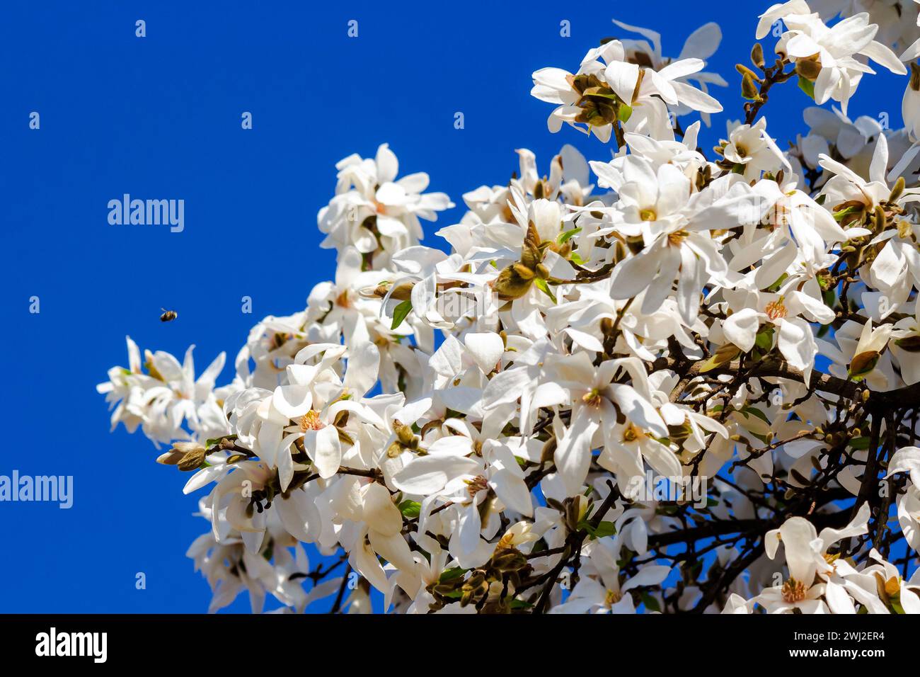 magnolia kobus in full blossom. beautiful nature background with white flowers against blue sky in spring on a sunny day Stock Photo