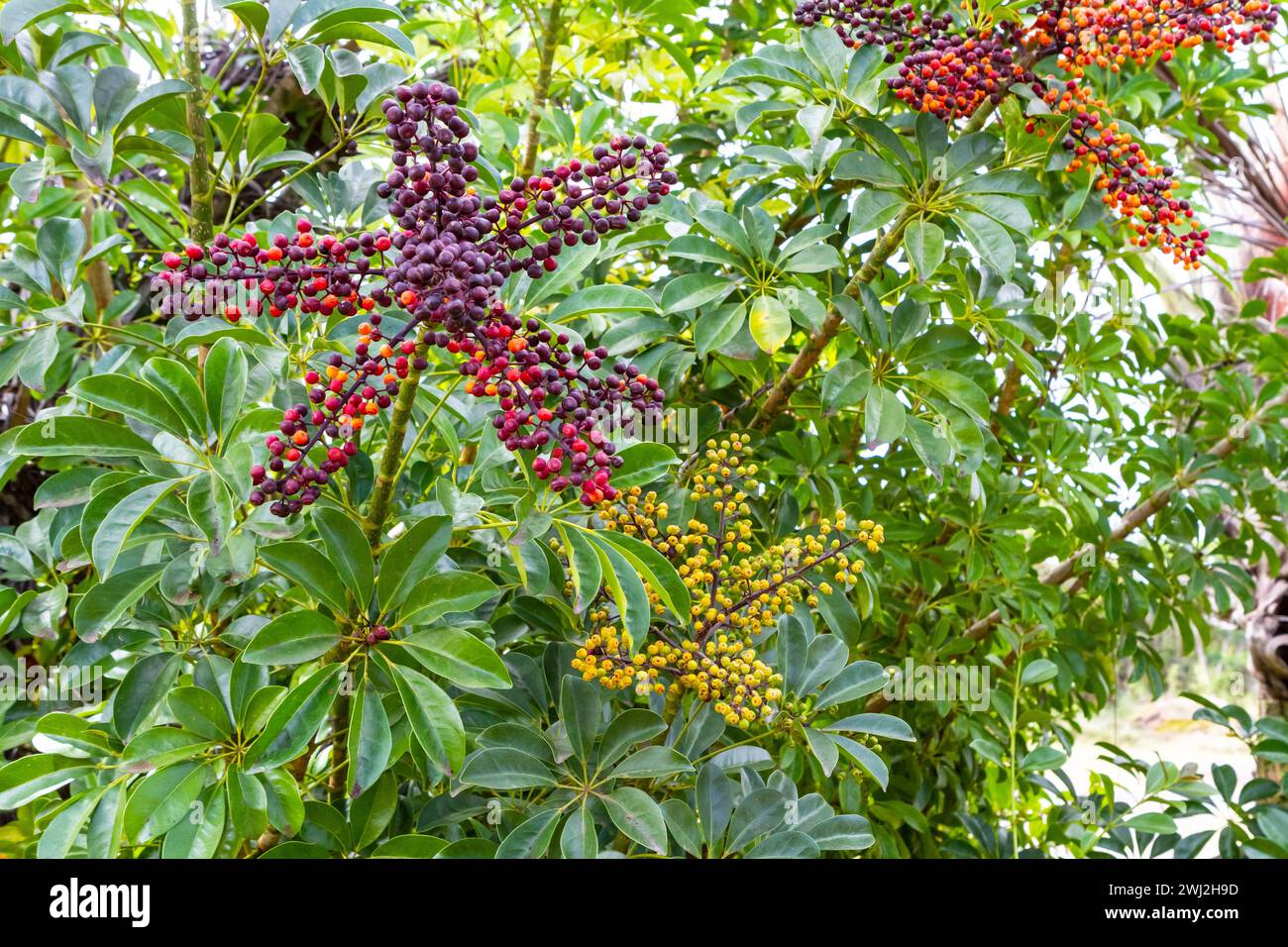 A Dwarf Umbrella tree (Heptapleurum arboricola) with fruit (drupes) in various stages of ripeness, growing on the Big Island, Hawaii. Stock Photo