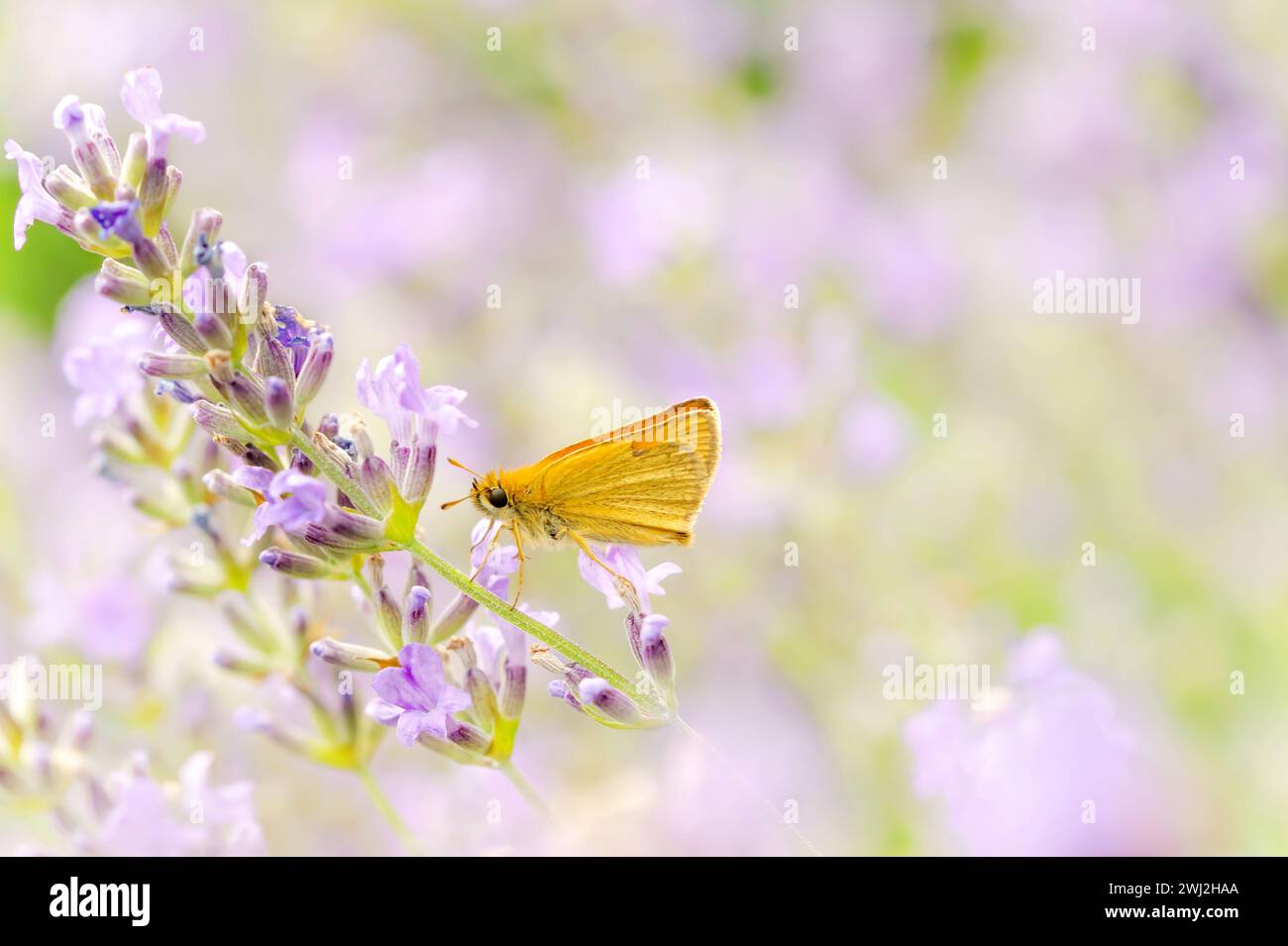 Small skipper butterfly (Thymelicus sylvestris) nectaring on lavender