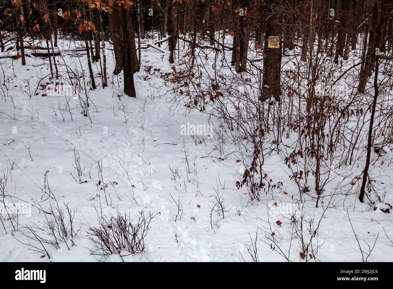 White-tailed deer tracks going in and out of private wooded land with posted no hunting or trespassing sign, horizontal Stock Photo